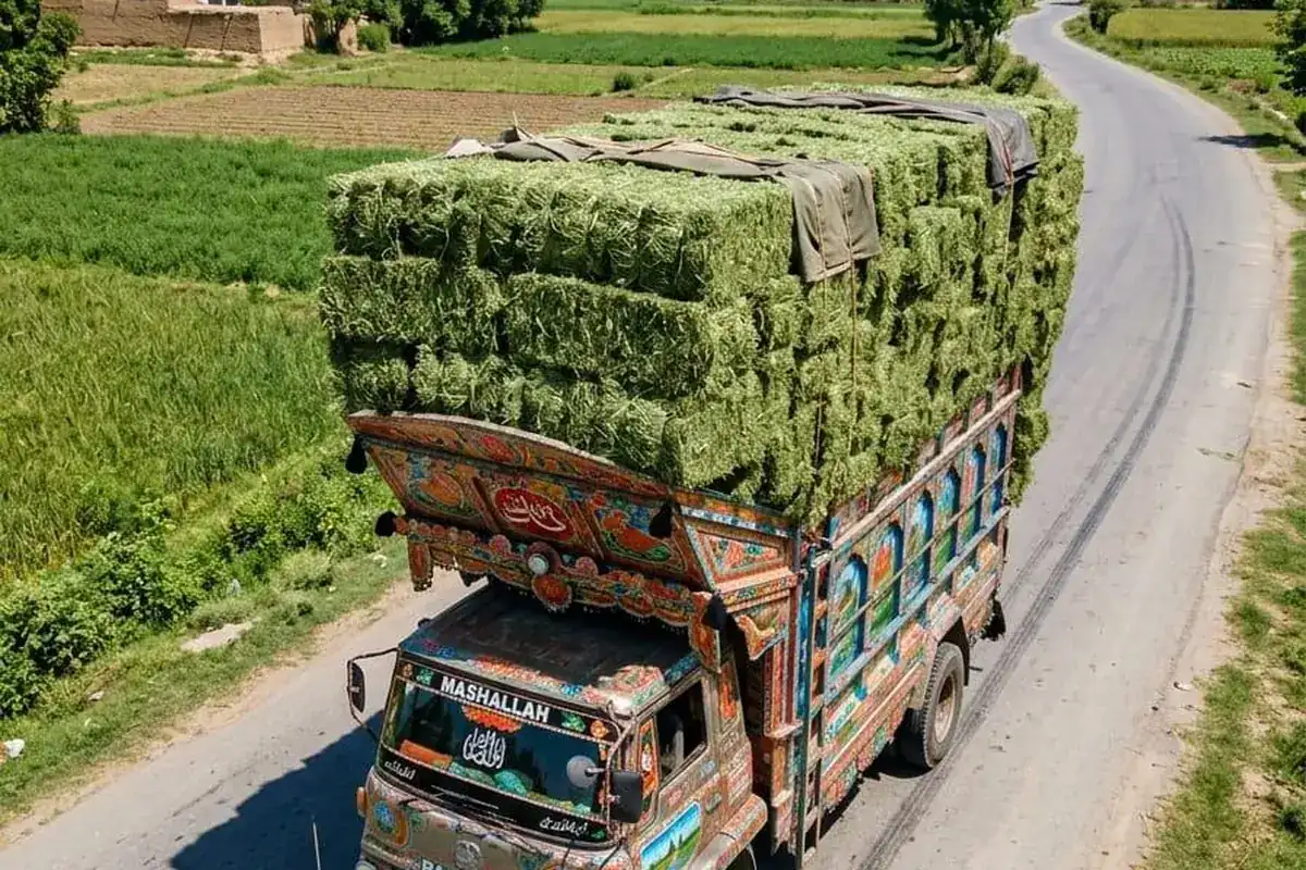 Bulk cattle feed supply by Green Graze Fodder
