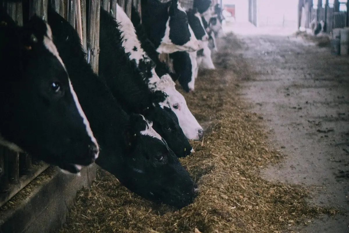 Dairy cows feeding on quality fodder