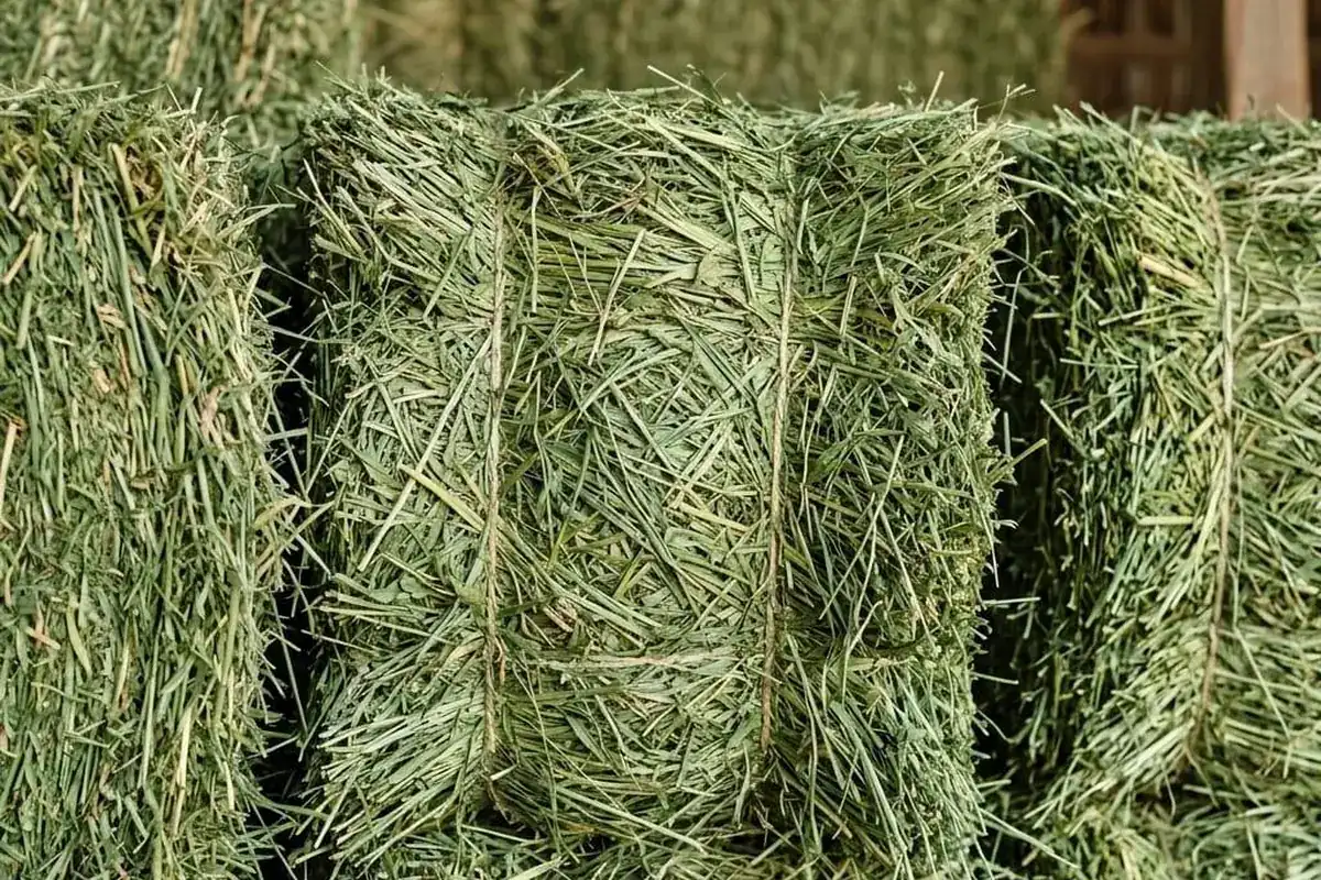 Rhodes grass and alfalfa hay for cattle